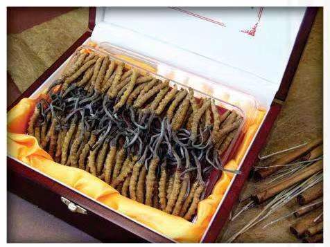 东风冬虫夏草回收